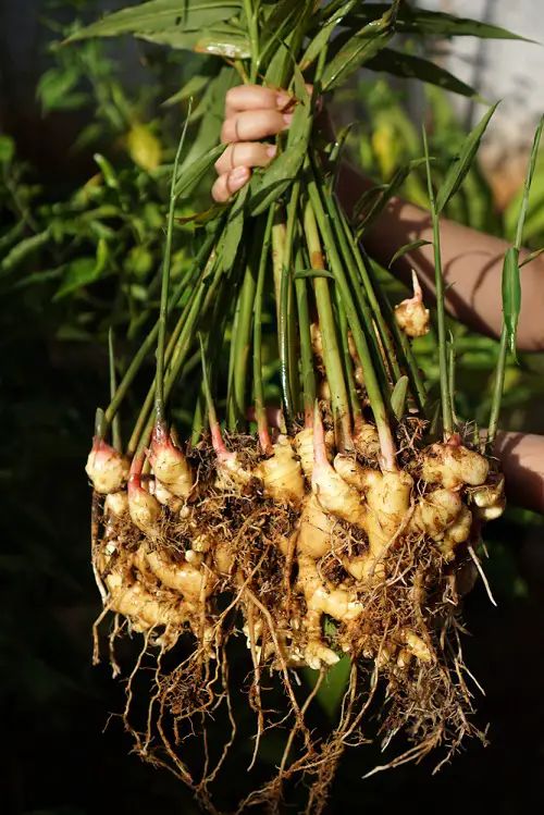 Difarmagro Jalin Kemitraan dengan 200+ Petani Jahe Lokal