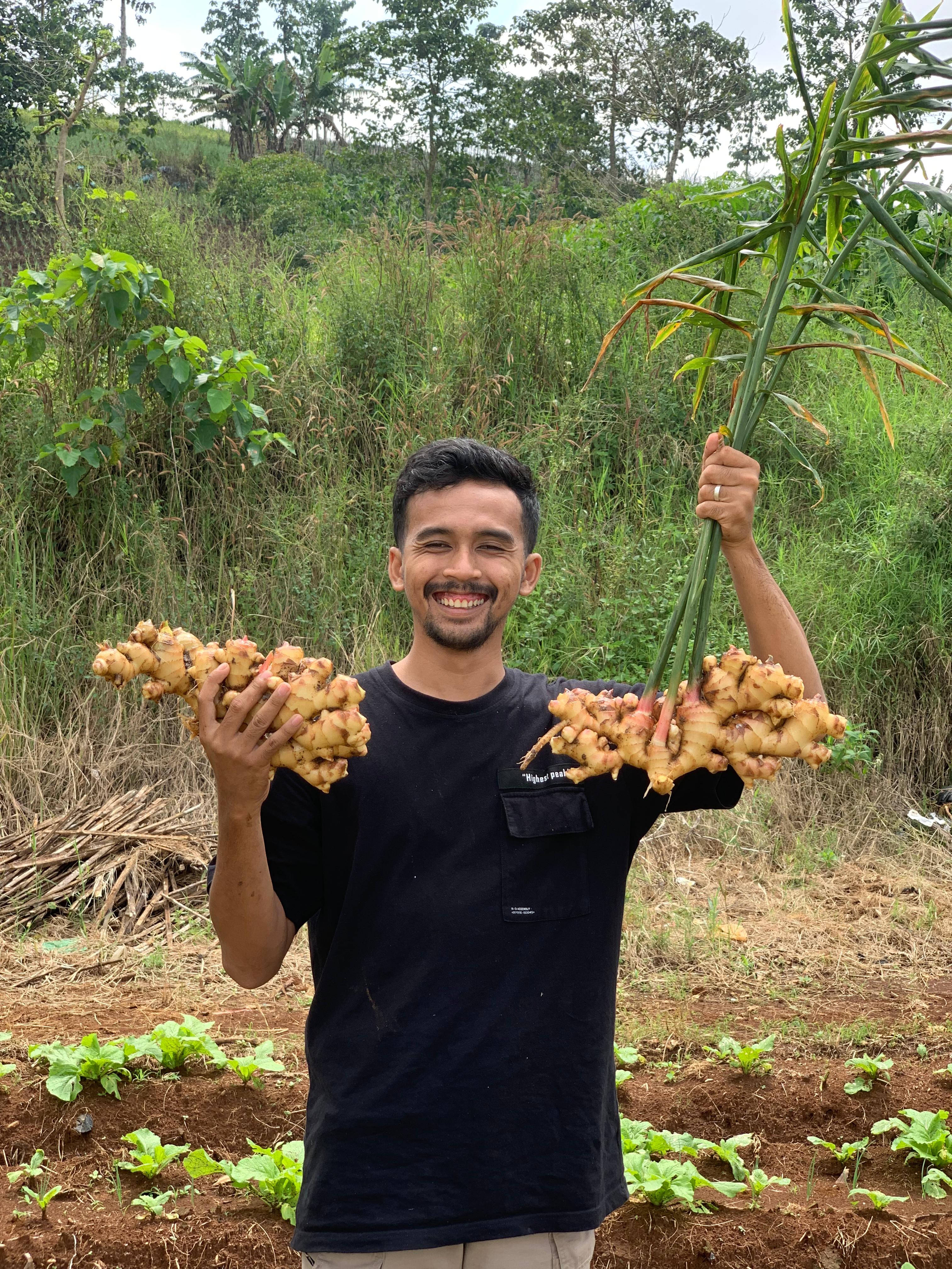 Difarmagro Berhasil Ekspor Jahe ke Pasar Timur Tengah