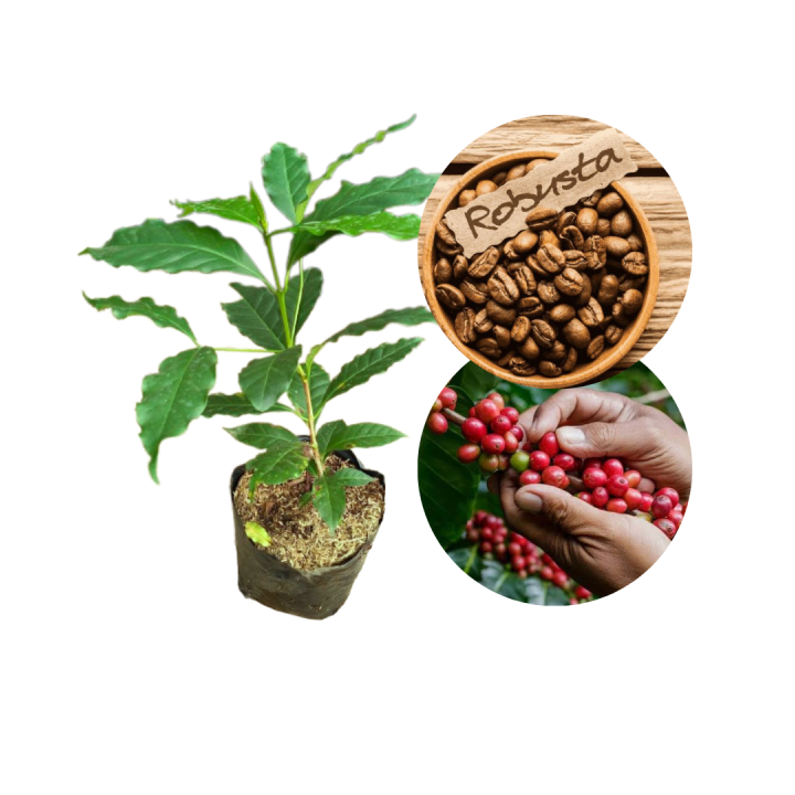 Benih Kopi Bersertifikat